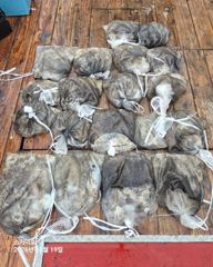 ●10/19일《쭈^갑》사이즈굿 조황~~(내일5자리 서둘러예약하세요~ 사이즈최고~