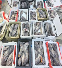 10월19일 우럭 조황입니다.