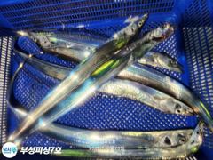 [부성피싱]왕칼치 비는 전혀문제가 되지않습니다 씨알베리굿 전원쿨러가득 오늘긴급자리여유 사진
