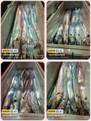 통영 뉴 아시아호>> 수중 속 대갈치와 사투 ~~ 오늘 자리 여유 사진