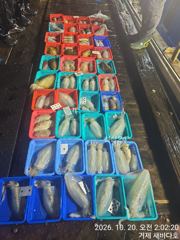 거제 새바다호 야간무늬오징어 팁런 k k k 키로급 잡고 왔습…