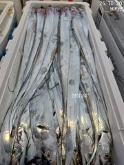 먼바다갈치 장댓비에도 쿨러조황 오늘 예약가능