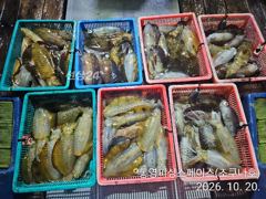 [통영] 무늬/팁런,,마릿수 계속 좋습니다,,(내만권),,