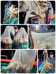 포항문어낚시 오늘화요일저녁5시 출조잡혀있습니다 모집중입니다 사진