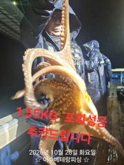 실시간 대물돌문어 1,62k 1,55k 등등 대울 키로급들… 사진