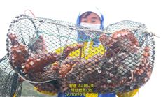 (문어)이런 생자리가!!! 2K~키로만 두 자릿수 이상~고고써니호(21일 예약)