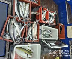 (씨스타호) 던지면 나온다! 삼치·중방어 쉴 틈 없는 입질, 쿨러 채우러 오세요! 사진
