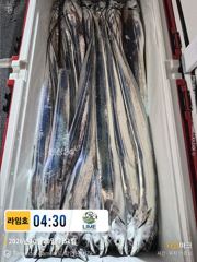 기다리며 씨알 좋은 갈치냐..? 꾸준한 입질에 이삭줍기냐.. 기로에 하루네요.~! 사진