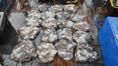 10/19 [군산 닥스호]_갑오징어 종일반 조황