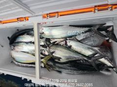 20/화, 오전 입항조황ㅡ여전한 대삼치들, 고시삼치들! (출항 모집스케줄) 사진
