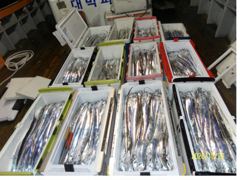20일 풀치없이 잡았습니다 23일 25일 28일 갈치출조 합니다