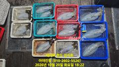 2026 10 20 (오후반) 무늬오징어 사진