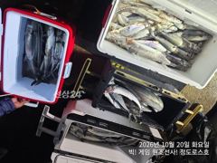 10/20 오후 한타임 미터급 대삼치/대고시 쿨러조황! (수,목,금-예약중!) 사진