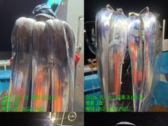 [통영] (14석통영명륜3호)왕갈치 쿨러 전원만땅 3시 조기철수 엄청나네…