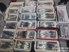 우와~내만칼치 3지4지까지용가리어마어마한 씨알 초초대박~수,목,금욜예약중 사진