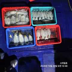 [거제] (무늬오징어)내만 5시간 장원 19수 씨알 굿~스마일호(오늘 예… 사진