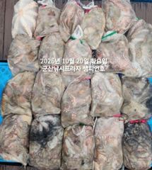 20일, 군산 가을 덩치급 왕문어 ~연일 대단합니다~대박 굿굿조황~매일출조~군산낚시프라자 챔피언호 사진