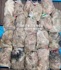 20일, 군산 가을 덩치급 왕문어 ~연일 대단합니다~대박 굿굿조황~매일출조~군산낚시프라자 챔피언호 사진