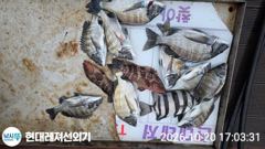 통영현대레저)감성돔흘림 마릿수외뺀찌 붉바리조황 사진