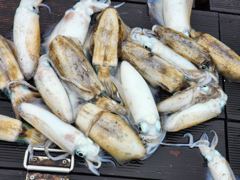 [거제] (무늬오징어)내만팁런 우중전 고구마들 퍽퍽~대동낚시(오늘 예약) 사진