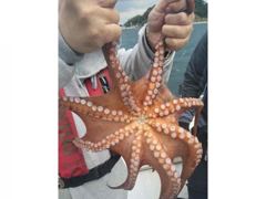 돌문어!! 1300,1200외 대물들 굿굿굿!! 내일도 고고!(예약가) 사진