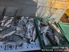 [부산] 부산 가덕 마스터호 흘림 감성돔 조황