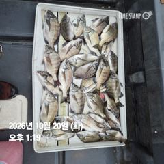 [마산] 돔앤돔호 20일(화) 수중전 조황입니다.