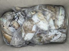 [거제] (갑오징어)신발짝 외 두 자릿수 기본 먹물파티~대어선외기(22일… 사진