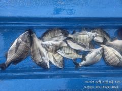 [사천] 갑오징어만 잡기!