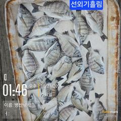 2시간전 [고성] 병산 감성돔 마리수 선외기흘림조황~
