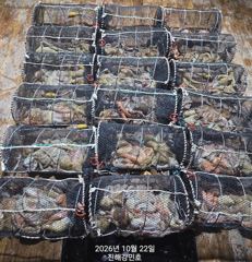 (문어)짜릿한 피딩 4연타 외 K전후 우글우글~강민호(오늘 예약) 사진