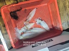 [진해] 오늘 내만 갈치 출조 오늘 자리여유많음 준내만 3지급 갈치 ,한… 사진