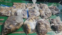 [사천] 내일 쭈꾸미 출동선비이번트중