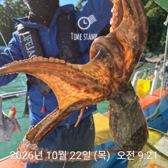 [사천] 씨알 좋은 문어가! 사진
