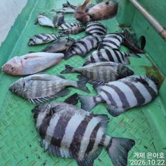 4대돔 마릿수 조황