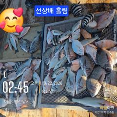 [고성] 병산 감성돔 4짜외마리수 선상배 &선외기흘림 사진