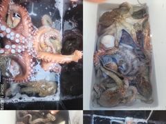 [진해] 문어,갑이,1500,1300외키로중치,굿(예약가능) 사진