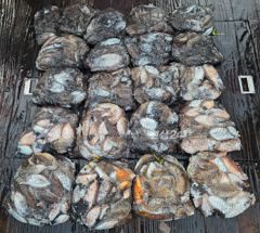 [군산] 26년10월22일 군산퍼스트피싱 다온호 갑오징어 마무리 조황!