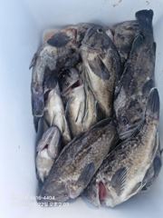 [오늘의조황] (한진포구) 대원2호 10월22일 우럭조황입니다 사진