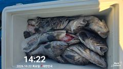 10월22일 우럭 조황입니다