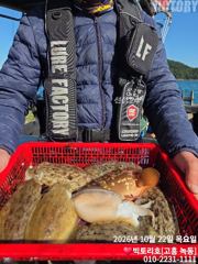22일 갑오징어 조황 소식 전해드려요