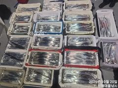 우와~,내만칼치 3지4지까지씨알최고 용가리어마어마초대박~,금,토,일욜예약중 사진