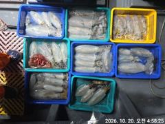 [거제] (무늬오징어)내만 전투팁런 8만원 마릿수 공략~고잉메리호(오늘예…