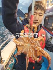 23일, 군산 왕문어 ~싸이즈 좋아진 문어들~오늘 나오네요~실시간~매일출조~군산낚시프라자 챔피언호