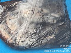 오늘 전원 돼지뚱 왕갑오징어 모두 잡으셨습니다