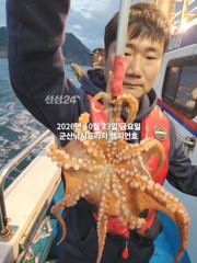 23일, 군산 왕문어 ~싸이즈 좋아진 문어들~오늘 나오네요~실시간~매일출조~군산낚시프라자 챔피언호 사진