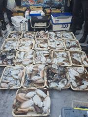 10/23 갑오징어