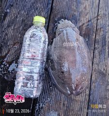 ◆ 수심 35m에서 꾸준한 입질! 대물 갑오징어까지 ◆ 군산 뉴세븐호 10월 23일 주간 갑오징어 조황