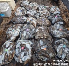 ★★아리울2호★★갑오징어 씨알굿!마릿수굿!!(10/23)