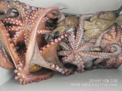[진해] "돌문어"오늘도 1200g1000g1000g외 중. 대물들 전원…